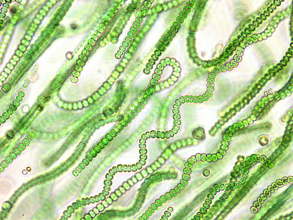 Mengenal Cyanobacteria: Mikroba Penghasil Oksigen Pertama di Bumi cyanobacteria