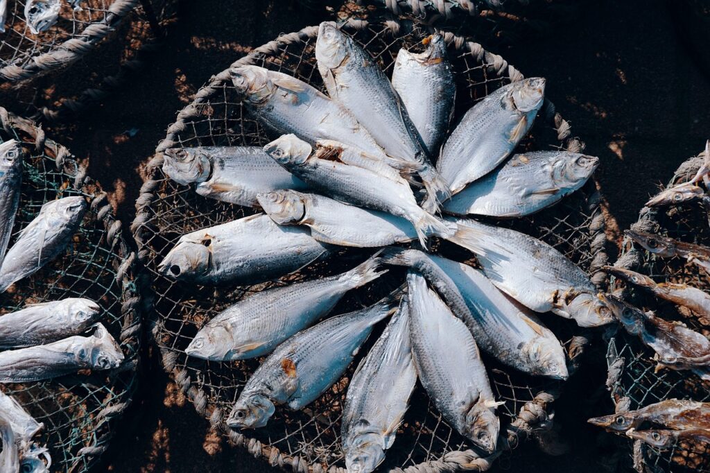 dried fish, fish, nature, sea fish, aquaculture, hydroponics, marine