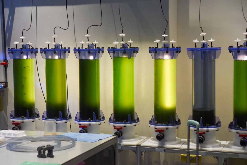 Potensi Mikroalga Chlorella sp.: Mikroorganisme Hijau dengan Segudang Manfaat image