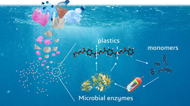 Potensi Bioremediasi Plastik: Harapan Baru dari Dunia Mikroba image