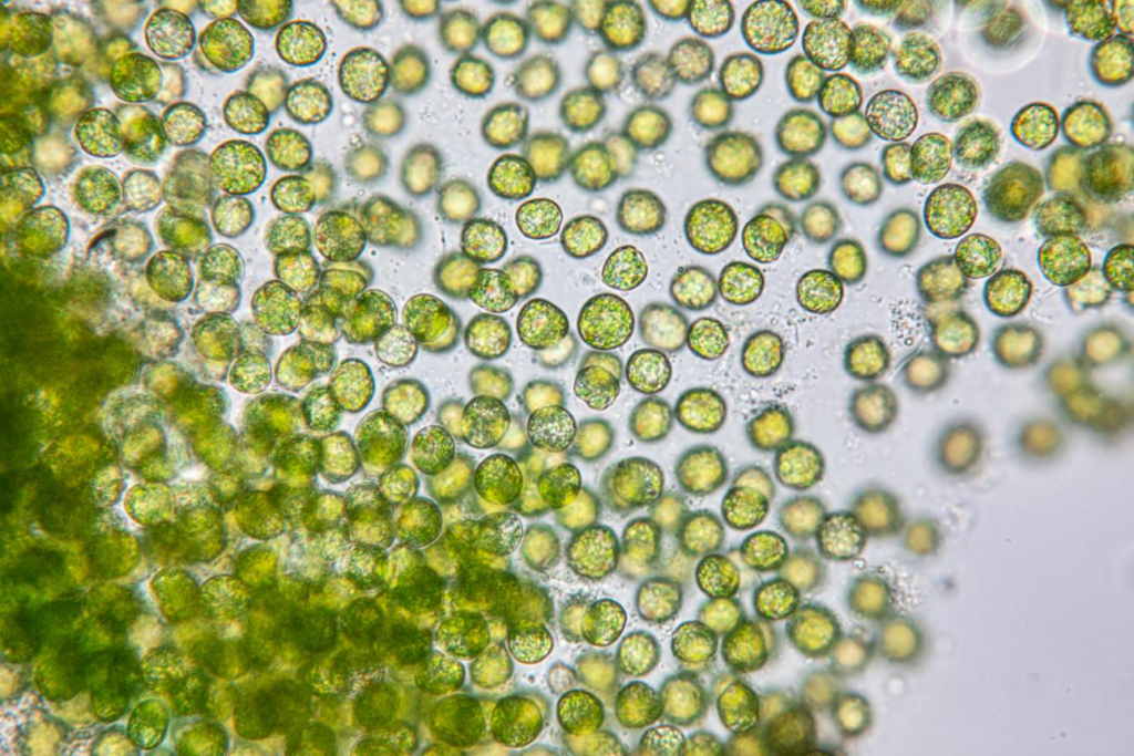 Potensi Mikroalga Chlorella sp.: Mikroorganisme Hijau dengan Segudang Manfaat image
